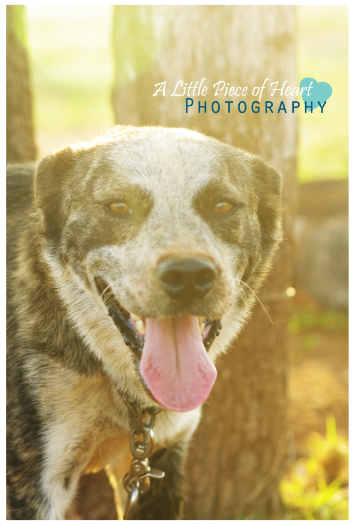 This is Morton, one of the gorgeous dogs I got to photograph