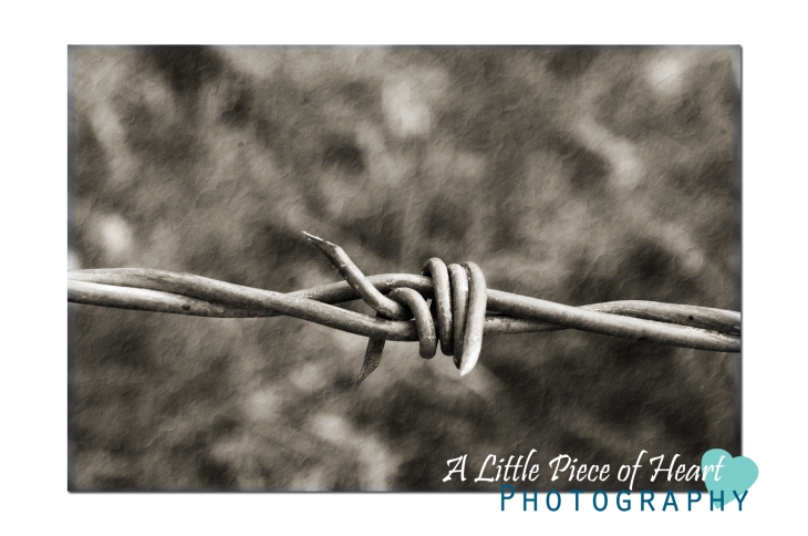 Barb Wire Photography! <3 It!